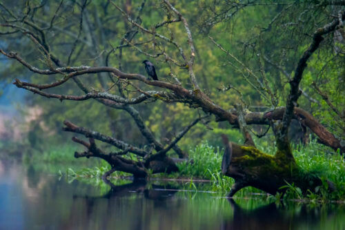 Tree branches, water and bird, nature photography bird