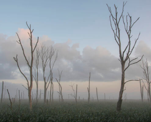 Martwy las, mystic dead forest, nature photography
