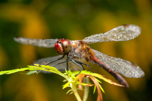 Macro photography, dagonfly, wings, insect, fly, nature, wild life, nature photography