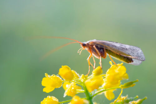 Macro photography, insect, bug, yellow flowers, wild life, long bug