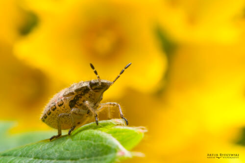 Macro photography, insect, bug, yellow background, wild life, young insect, young bug, leaf