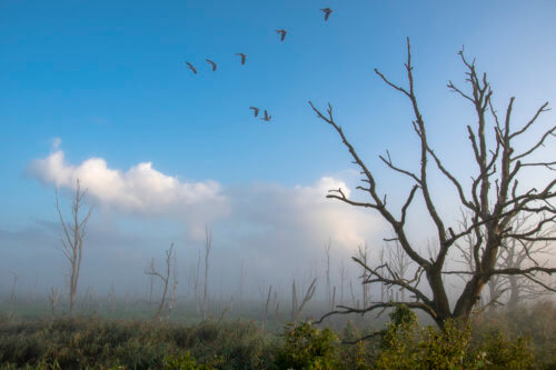 birds over mystic dead forest, nature photography