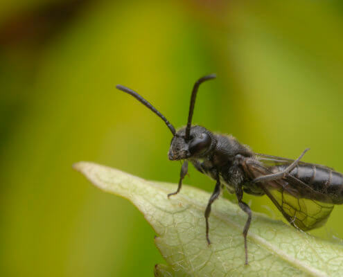 Macro photography, Sapygina decemguttata, Smużynka, insect, bug, Hymenoptera, black, black insect, green background