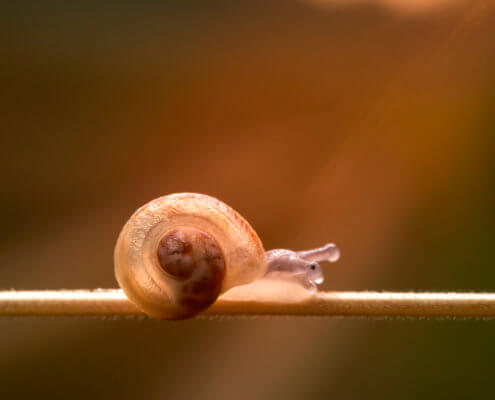 Macro photography, snail, eye, light, brown background, brown, wild life, nature