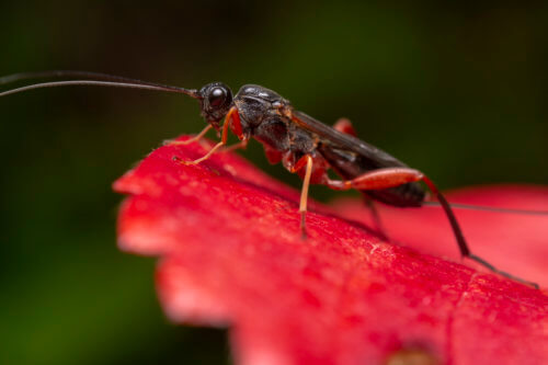 Macro photography, Xeris spectrum, Kruszel czarny, insect, insect on red leaf, extreme macro, red, black, insect, bug, wild life, nature photography