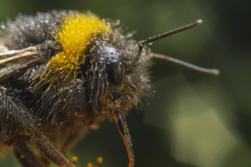 Bumblebee, macro photography, close up, wildlife, bug, insect, small, nature photography, Artur Rydzewski