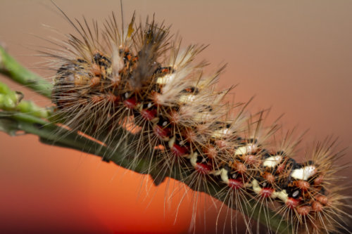 Caterpillar, macro photography, close up, wildlife, bug, insect, small, nature photography, Artur Rydzewski