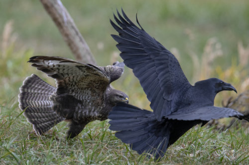 brown bird, black bird, raven, crow, Bird of prey Rough-legged buzzard buteo, brown bird, bird, wildlife, nature photography, Artur Rydzewski