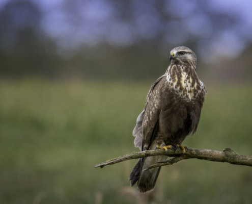 Bird of prey Rough-legged buzzard buteo lagopus, brown bird, bird, bird on branch, wildlife, nature photography, Artur Rydzewski