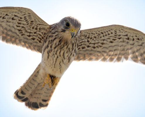 bird in flight, wingspan, wings, Common kestrel Falco tinnunculus pustułka Nature photography, bird, close up, wild life, Artur Rydzewski