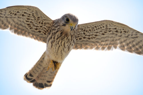 bird in flight, wingspan, wings, Common kestrel Falco tinnunculus pustułka Nature photography, bird, close up, wild life, Artur Rydzewski