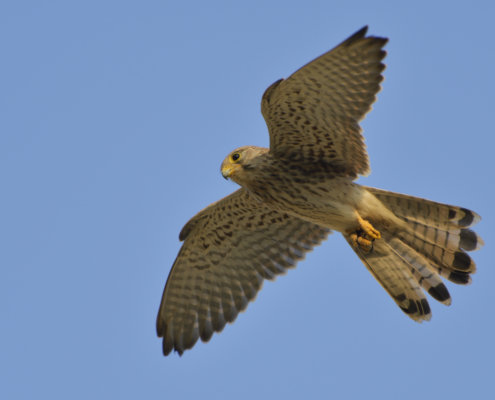 Common kestrel Falco tinnunculus pustułka Nature photography, bird, bird in flight, wingspan, close up, wild life, Artur Rydzewski