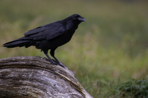 Common raven, Crow, bird of prey, black bird, bird, wildlife, nature photography, Artur Rydzewski