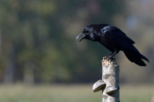 Bird of prey, common raven, crow, corvus corax, kruk, Nature photography, wildlife, bird standing on branch, singing bird, black bird, wildlife, Artur Rydzewski