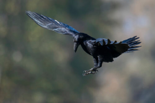 Bird of prey, common raven, crow, corvus corax, kruk, Nature photography, Artur Rydzewski, black bird in flight, wingspan, wildlife