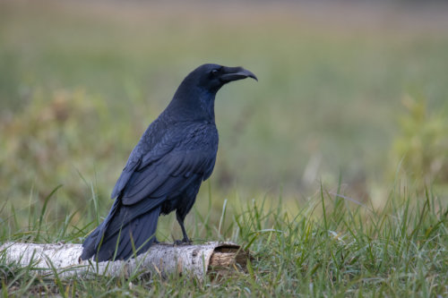 Common raven, Crow, bird of prey, black bird, bird, wildlife, nature photography, Artur Rydzewski
