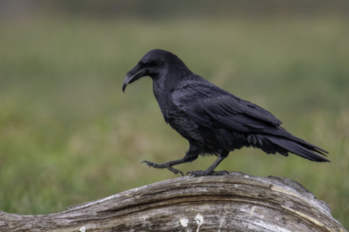 Common raven, Crow, bird of prey, black bird, bird, walking bird, wildlife, nature photography, Artur Rydzewski