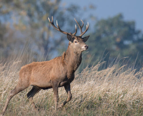 Red deer, Cervus elaphus Jeleń szlachetny Animals nature photography, animals, wildlife, Artur Rydzewski, photo