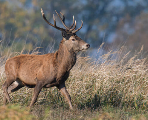 Red deer, Cervus elaphus Jeleń szlachetny Animals nature photography, animals, wildlife, Artur Rydzewski