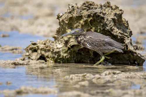 Striated heron, bird, Butorides striata water, water bird, wildlife, nature photography, Artur Rydzewski