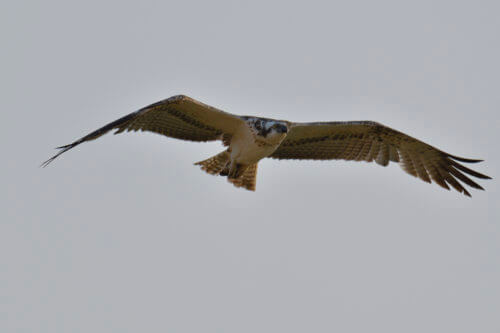flying osprey, sky, bird, Osprey, sea hawk, river hawk, fish hawk, Bird of prey, Close up, head, eye, beak, wildlife nature photography, Artur Rydzewski, rybołów