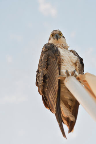 sky, bird, Osprey, sea hawk, river hawk, fish hawk, Bird of prey, Close up, head, eye, beak, wildlife nature photography, Artur Rydzewski, rybołów