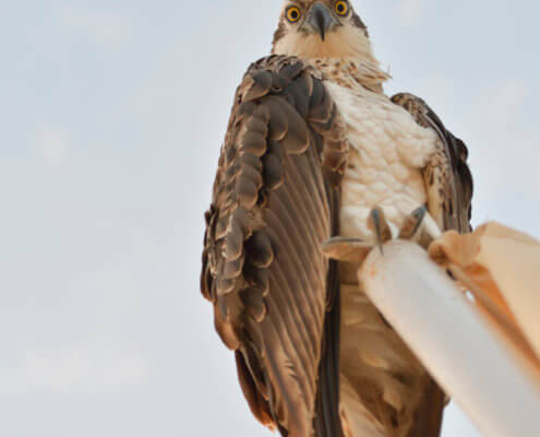sky, bird, Osprey, sea hawk, river hawk, fish hawk, Bird of prey, Close up, head, eye, beak, wildlife nature photography, Artur Rydzewski, rybołów