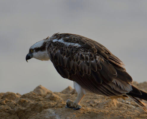 bird, Osprey, sea hawk, river hawk, fish hawk, Bird of prey, Close up, head, eye, beak, wildlife nature photography, Artur Rydzewski, rybołów