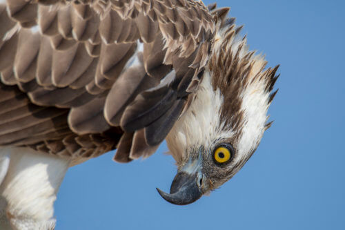 Osprey sea hawk river hawk fish hawk Bird of prey Close up, head, eye, beak, wildlife nature photography, Artur Rydzewski, rybołów
