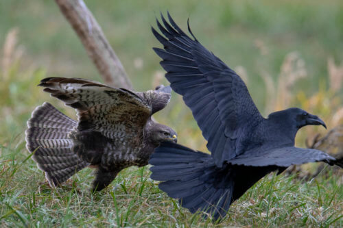 brown bird, black bird, crow, Bird of prey Common buzzard, buteo buteo, wildlife nature photography, Artur Rydzewski