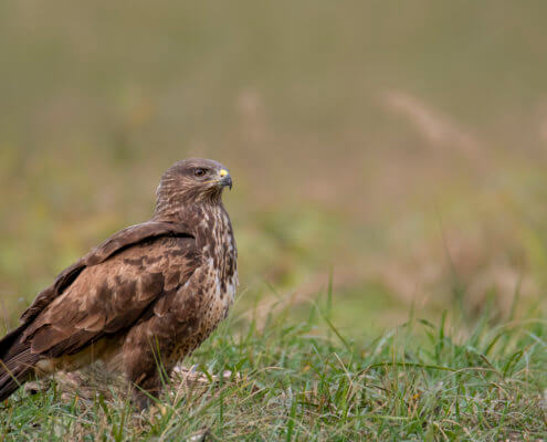 brown bird, Bird of prey Common buzzard, buteo buteo, wildlife nature photography, Artur Rydzewski