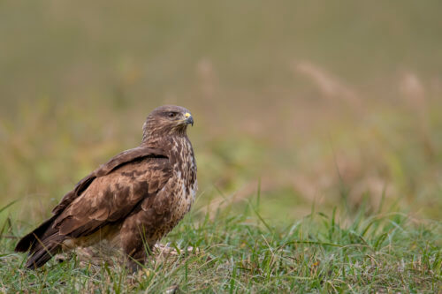 brown bird, Bird of prey Common buzzard, buteo buteo, wildlife nature photography, Artur Rydzewski
