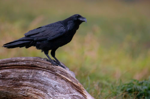 Common raven Crow bird of prey Corvus corax, wildlife nature photography, Artur Rydzewski