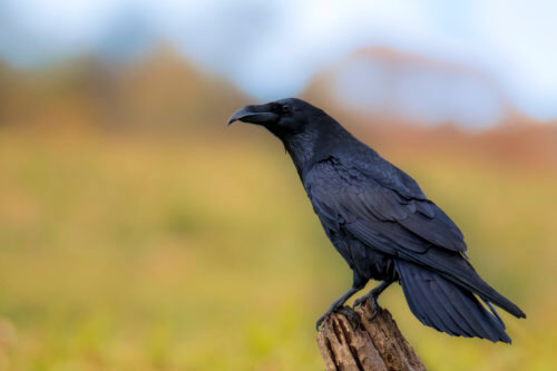 Common raven Crow bird of prey Corvus corax, wildlife nature photography, Artur Rydzewski