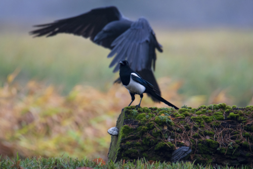 Eurasian magpie bird, pica pica, wild life nature photography, Artur Rydzewski