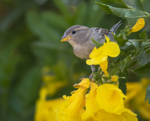 House sparrow bird in flowers, House sparrow small bird, Passer domesticus, bird, close up bird, wild life nature photography, Artur Rydzewski