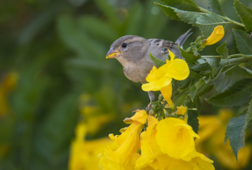 House sparrow bird in flowers, House sparrow small bird, Passer domesticus, bird, close up bird, wild life nature photography, Artur Rydzewski