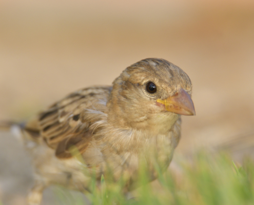 House sparrow small bird, Passer domesticus, bird, close up bird, wild life nature photography, Artur Rydzewski