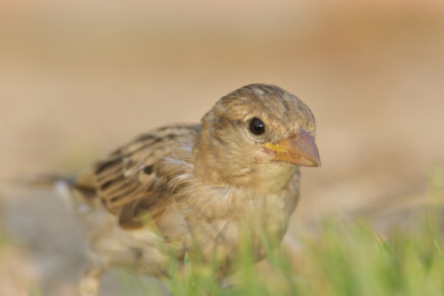 House sparrow small bird, Passer domesticus, bird, close up bird, wild life nature photography, Artur Rydzewski
