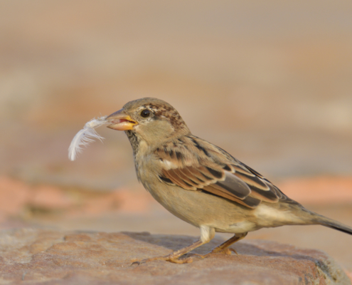 House sparrow bird with feather in beak, House sparrow small bird, Passer domesticus, bird, wild life nature photography, Artur Rydzewski