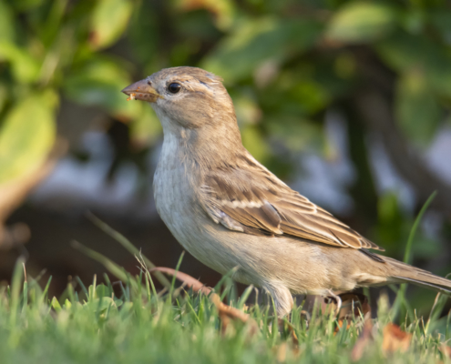 House sparrow small bird, Passer domesticus, bird, wild life nature photography, Artur Rydzewski