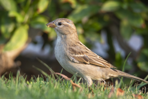 House sparrow small bird, Passer domesticus, bird, wild life nature photography, Artur Rydzewski