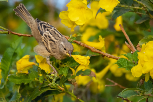 House sparrow small bird, Passer domesticus, bird in flowers, wild life nature photography, Artur Rydzewski