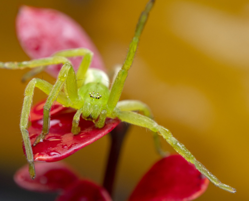 Spider macro photography close up, Micrommata virescens, Green huntsman spider, wild life nature photography, Artur Rydzewski