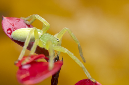 Spider macro photography close up, Micrommata virescens, Green huntsman spider, wild life nature photography, Artur Rydzewski