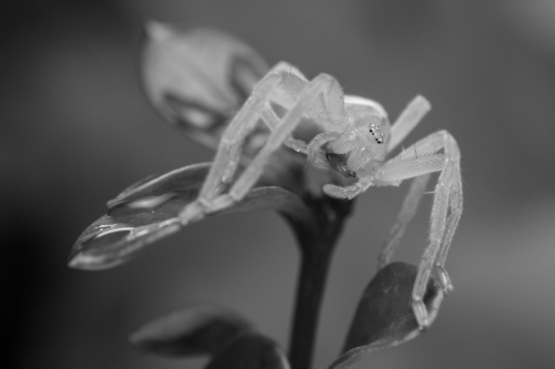 bw, b&w, blacn and white, black white, Spider macro photography close up, Micrommata virescens, Green huntsman spider, wild life nature photography, Artur Rydzewski