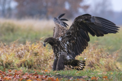 wingspan, flying bird, wings, White-tailed eagle, Haliaeetus albicilla, bird of prey, bird, close up wild life nature photography, Artur Rydzewski