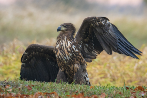 wingspan, flying bird, wings, White-tailed eagle, Haliaeetus albicilla, bird of prey, bird, close up wild life nature photography, Artur Rydzewski
