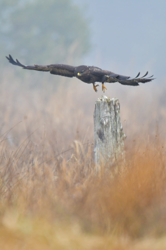 Common buzzard, Buteo buteo, Myszołów, bird in flight, bird of prey