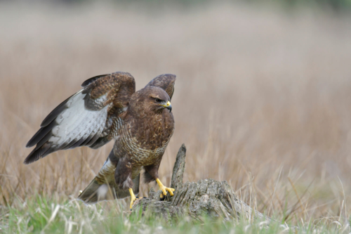 brown bird, Bird of prey Common buzzard, buteo buteo, Myszołów, wings wildlife nature photography, Artur Rydzewski